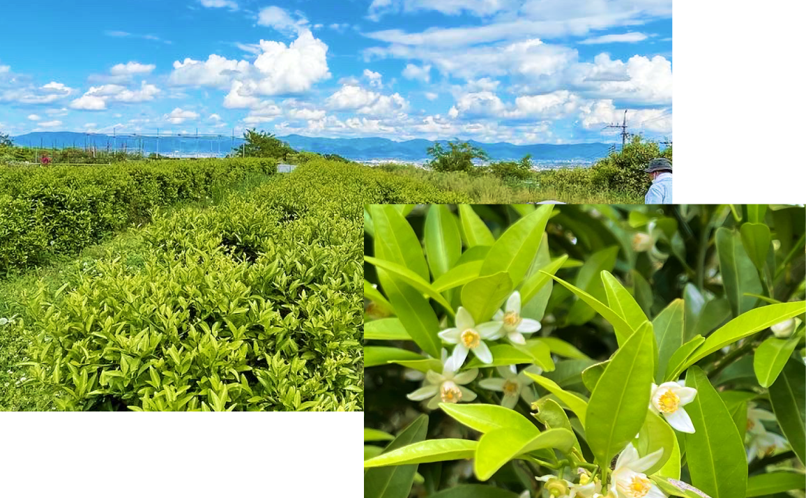 農福連携でお茶に特化した大和橘を栽培